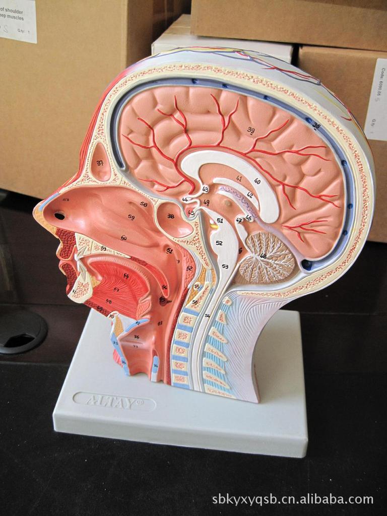 进口*头颈浅表神经血管肌肉模型,头部正中矢状切模型