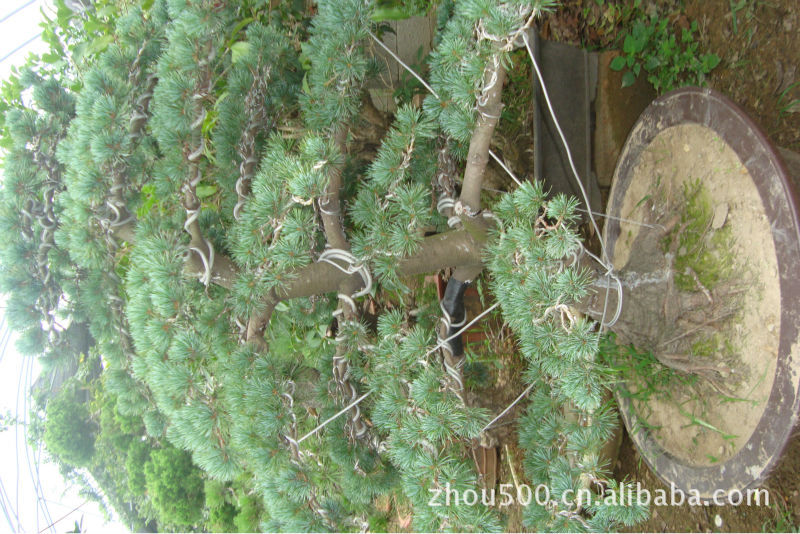 【五针松盆景,黑松,白皮松,雪松,高干女贞,紫叶