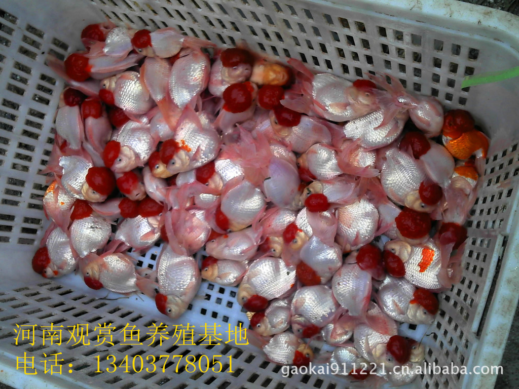 鱼类-按斤批发金鱼-金鱼之乡养殖基地-鱼类尽在