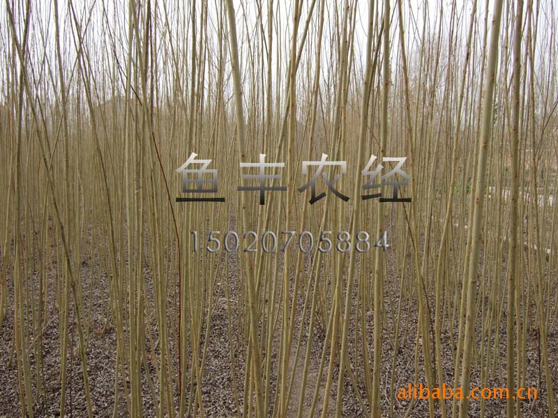 所辖清河镇是杞柳种植大镇,有着半个世纪的杞柳种植经验.