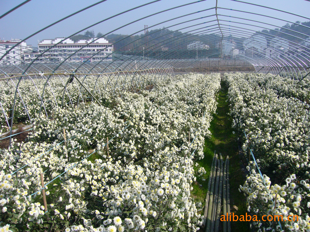 批发采购叶面肥-医学植物学结合 花蕾多多 园林