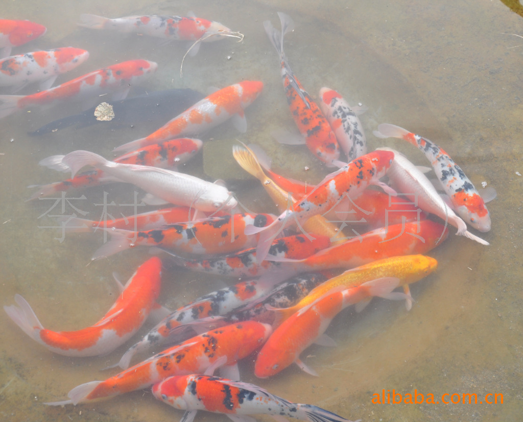 水花养殖基地大量供应锦鲤观赏鱼 黑黄锦鲤 锦鲤观赏鱼