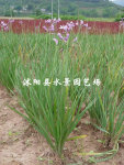 大量供应鸢尾 