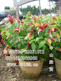 供应 红虾花(虾衣花)常绿灌木地被 时花四季花卉 大量
