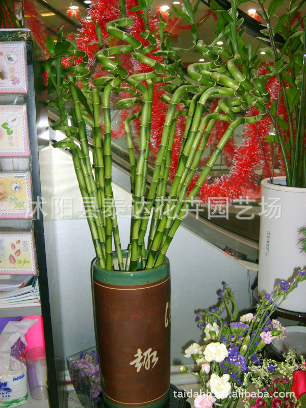 批发观赏竹子室内花卉富贵竹转运竹子图片,批