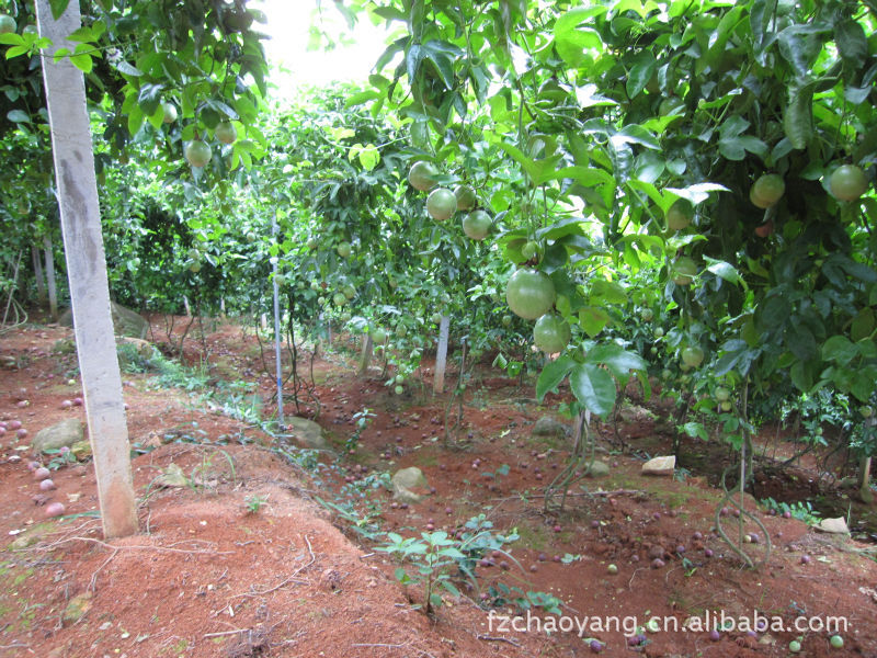 批发供应新鲜橄榄 百香果 水果图片,批发供应新