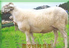 澳洲養羊業 山东惠丰养殖种羊小尾寒羊基地