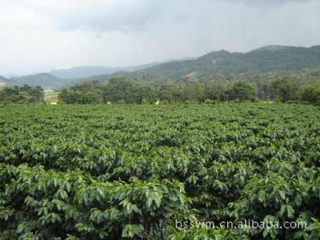 厂家大量出售2014年新上市aa级云南小粒咖啡生豆(arabica)