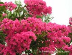 供应丛生紫薇1.5米 高左右3-6分支2万棵