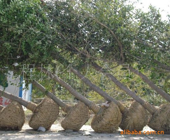 （2012最受欢迎的诚信通客户）专供应绿化型苗木银杏树
