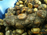 ��Ӧ  ӡ������è���ȶ�  KopiLuwak  èʺ����  ���Ŀ���