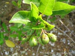 供应假茉莉(许树/苦郞树)