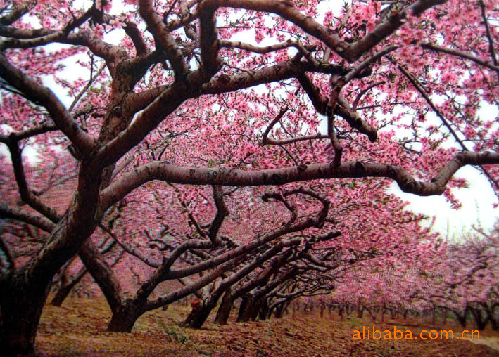 批发供应PET25x35立体画 世外桃源QQ-1053