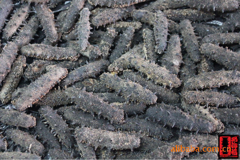 【辽参刺身50-60头 大连参 产地直销 价格便宜