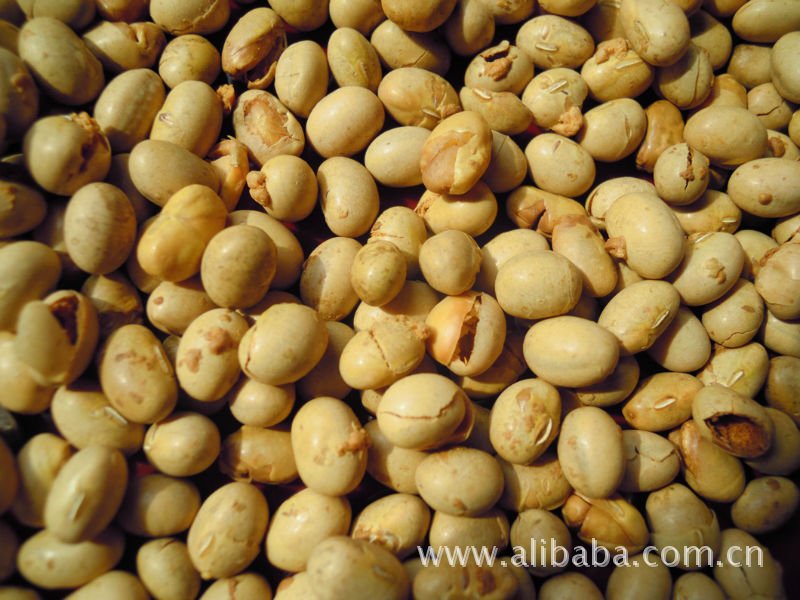 【炒豆(烤豆)】价格,厂家,图片,豆制品,大连春天(有机)农产品有限公司-马可波罗网