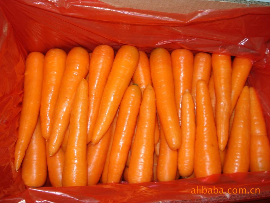 山东胡萝卜大量上市,本公司常年供应出口级保