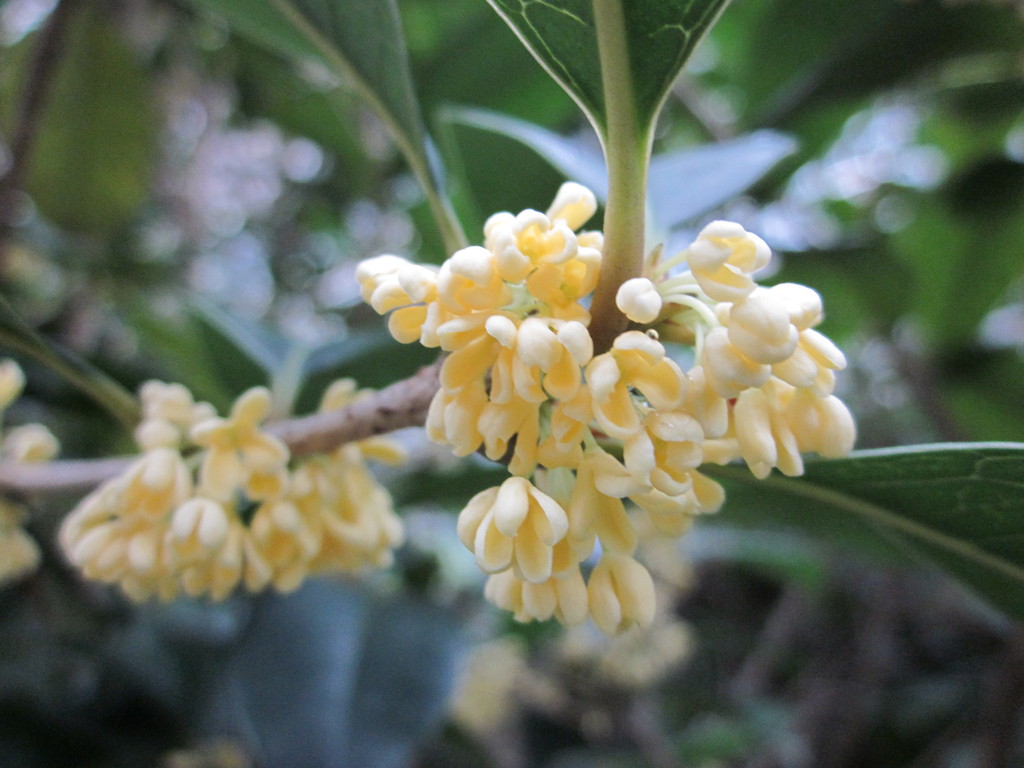 出售优质杭州八月金桂花银桂花树小苗,欢迎咨询洽谈