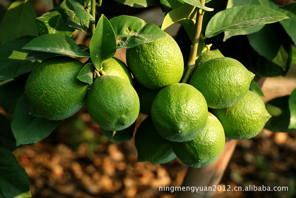 台湾品种青柠檬 专业种植,直接农场采摘,一年四