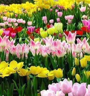 【荷兰纯进口郁金香种球-布兰达!便宜4个品种