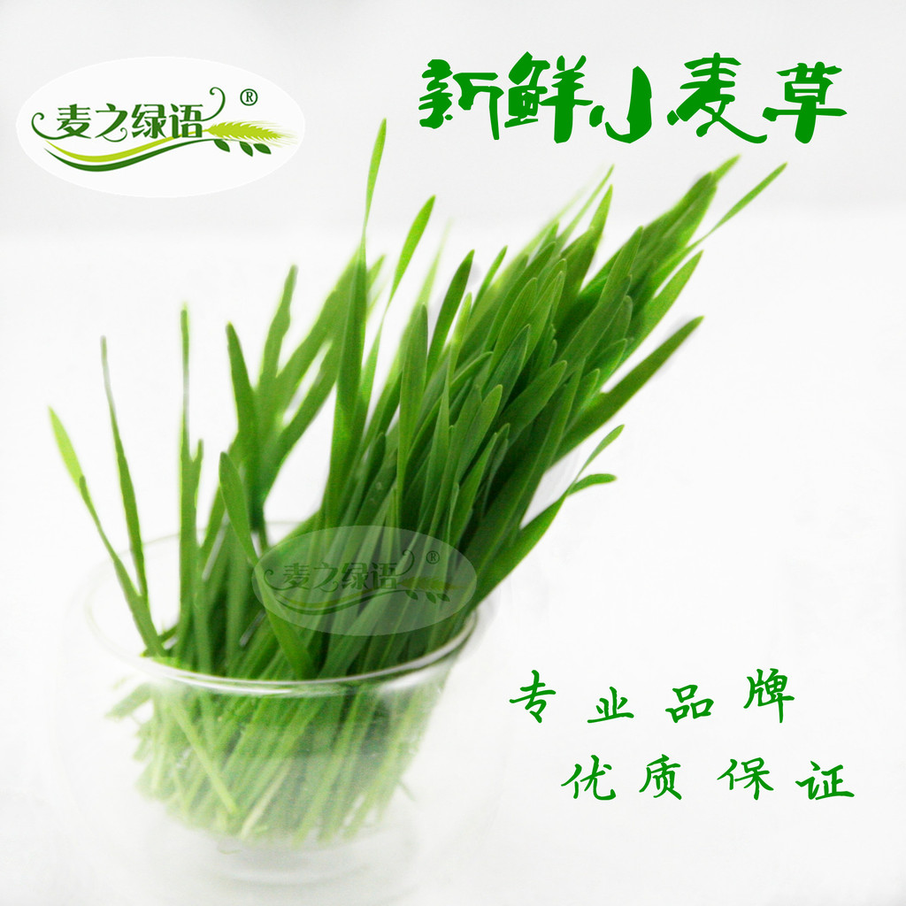 新鲜小麦草 榨汁小麦苗
