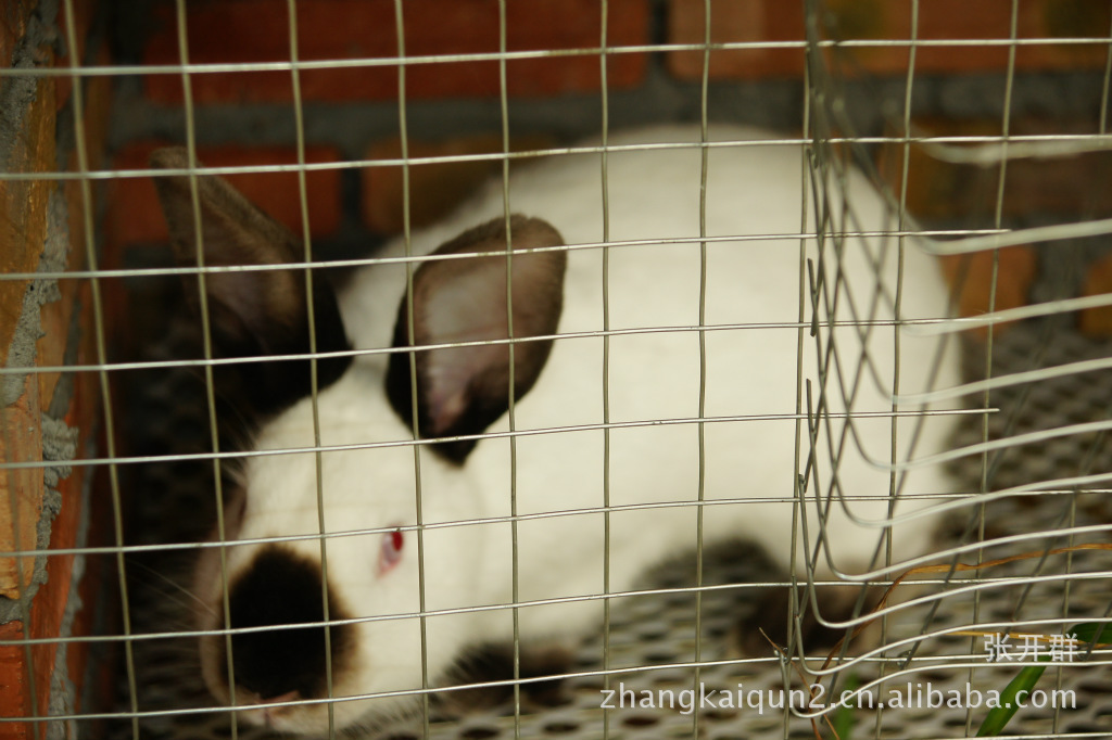 牧山蝗虫养殖场常年对外供应优质肉兔