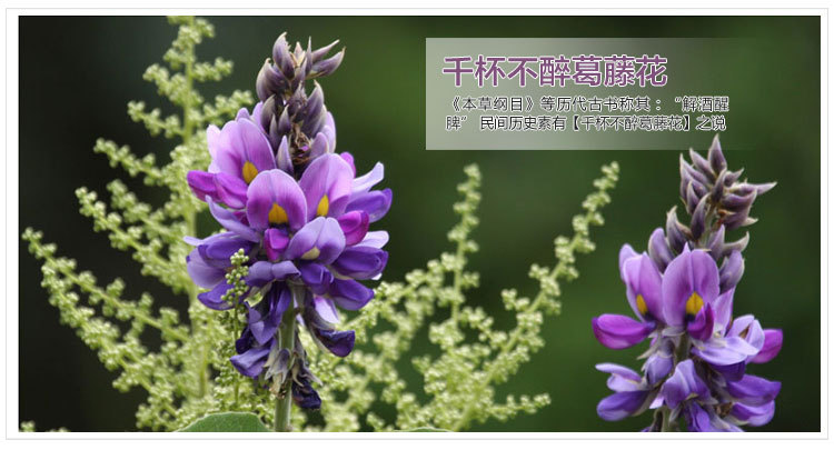 【花草茶坊 有机花茶 张家界野生葛根葛花茶 解