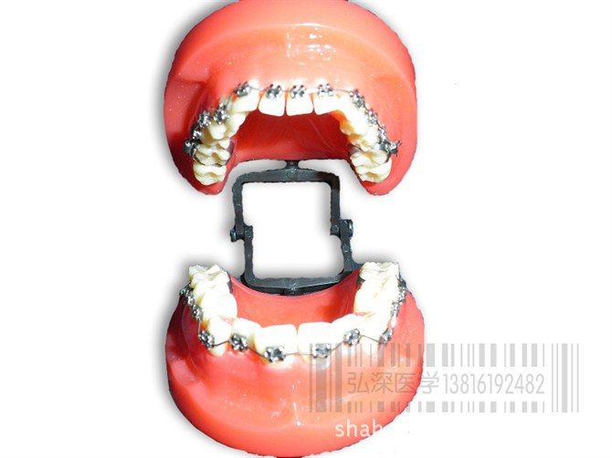 人体解剖模型人体口腔模型牙齿模型口腔模型全
