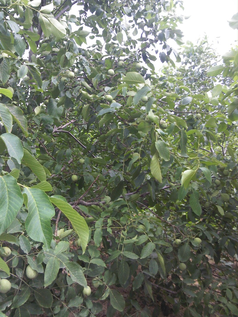 【山东省果树研究所核桃研究基地向全国供应香