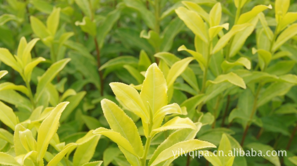 【汉唐清茗】霍山黄芽 盛运特三