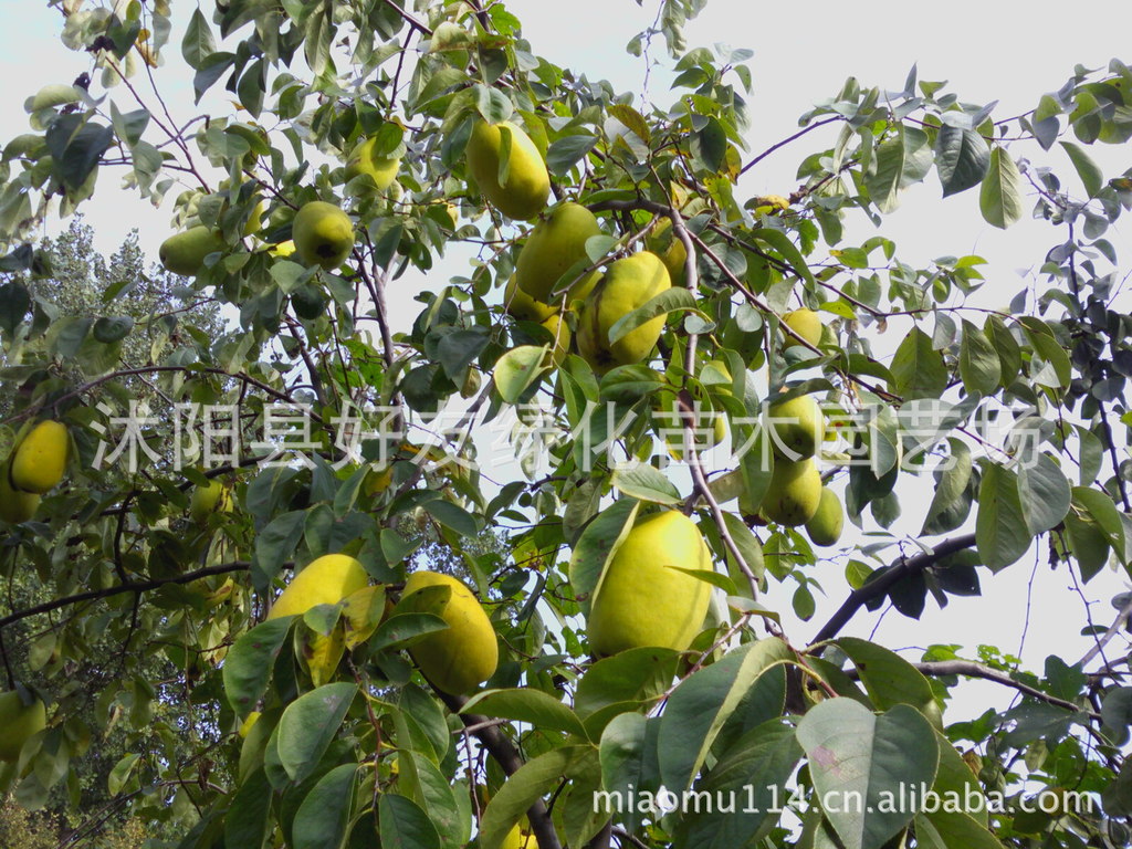 现货批发 高产木瓜品种 光皮木瓜 贴梗海棠 木瓜