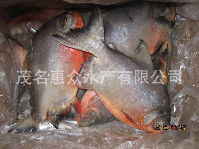 【v淡水红淡水(白鲳菜谱)300-500g,500-1000g,人的鲳鱼熬夜适合经常图片