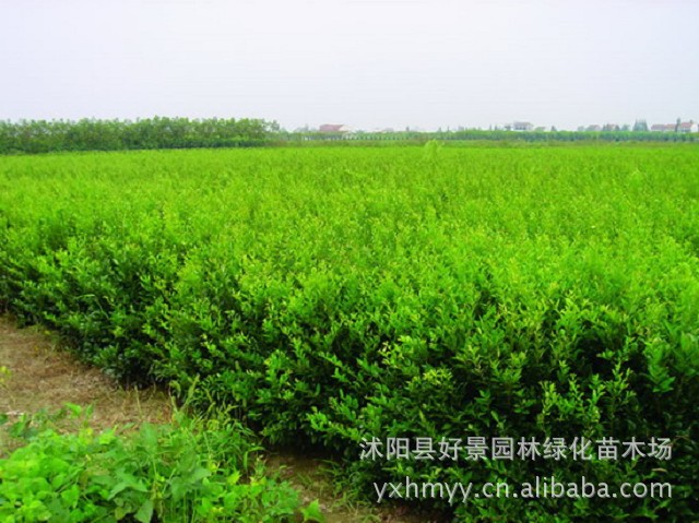 灌木-<em>批发小叶女贞</em>,<em>小叶女贞苗</em>,小叶女贞球,绿