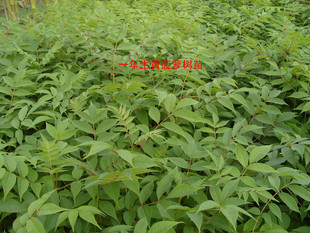 种苗、种子、种球-供应.黄菠萝树,成活率高,数