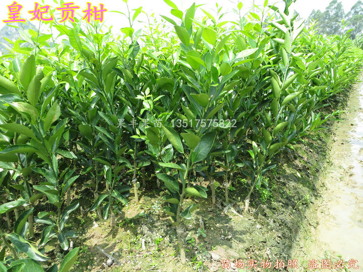供应皇帝柑又名(皇妃贡柑)苗 健壮无病虫 须根多 种植成活率高【果丰