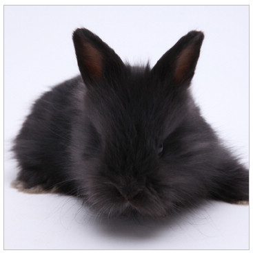 【宠物活体兔子宝宝 宠物兔宝宝 超漂亮纯黑安