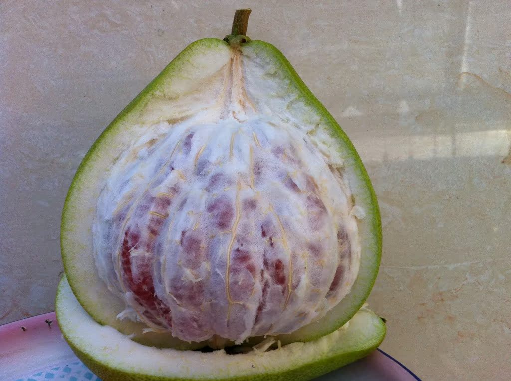 【红心蜜柚 红肉蜜柚 柚子果树苗】价格,厂家,图