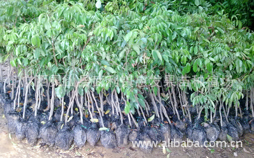 果树-供应桂味荔枝苗 肉厚核小 荔枝之王 欢迎
