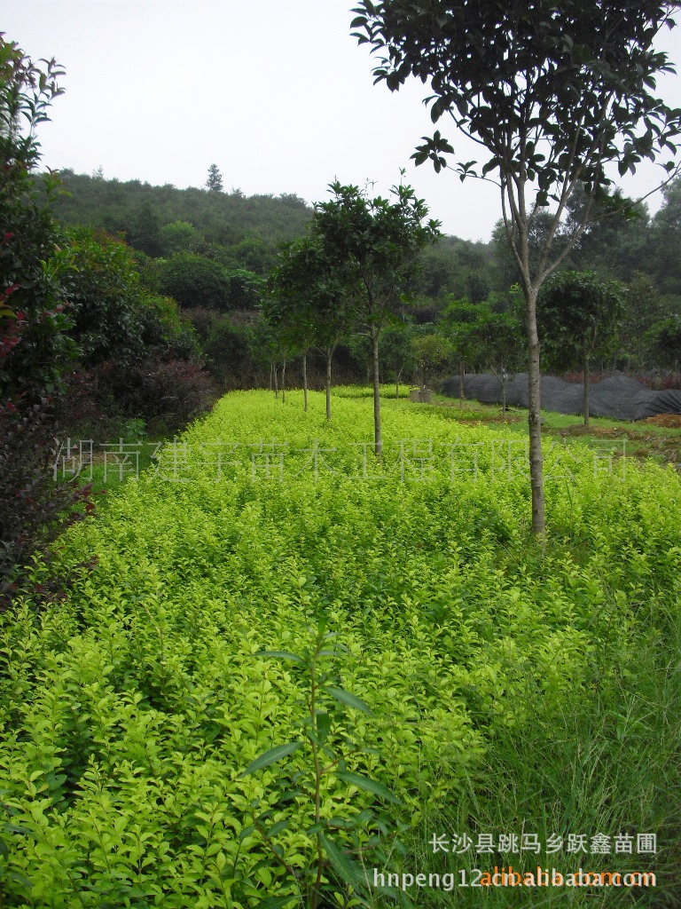 【湖南跃鑫苗圃直销】供应低价绿化灌木苗木 金叶女贞 金森女贞