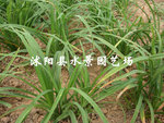 直销萱草 金娃娃萱草 常绿萱草 