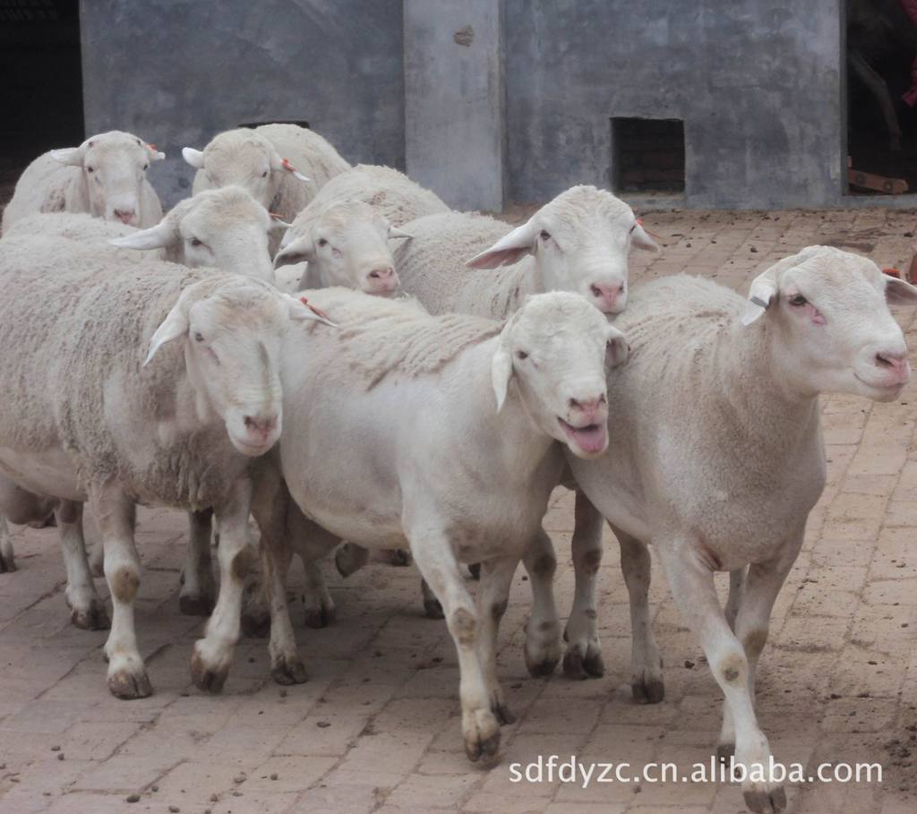 内蒙古肉羊农村创业致富不用愁、在家赶快养肉羊、肉羊羔养殖效益