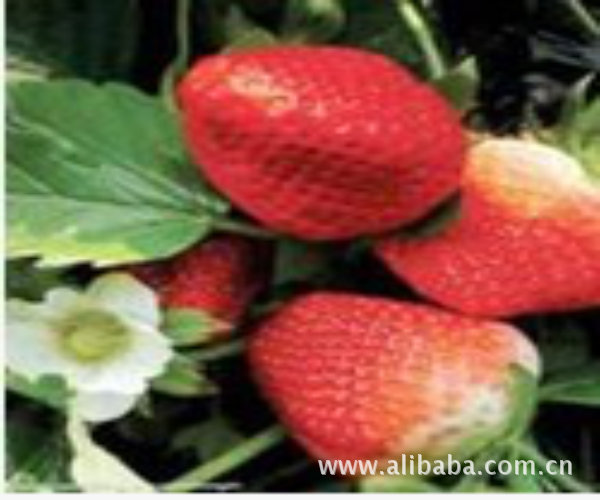 上海自驾游 农家乐自驾游 途牛网 悠哉网 上海郊