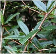 三颗针原料_三颗针原料价格_优质三颗针原料