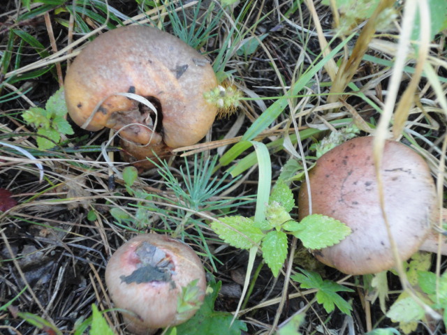 据俄罗斯研究发现,松蘑能在遭受过核污染的地区很好的生长,而其他生物
