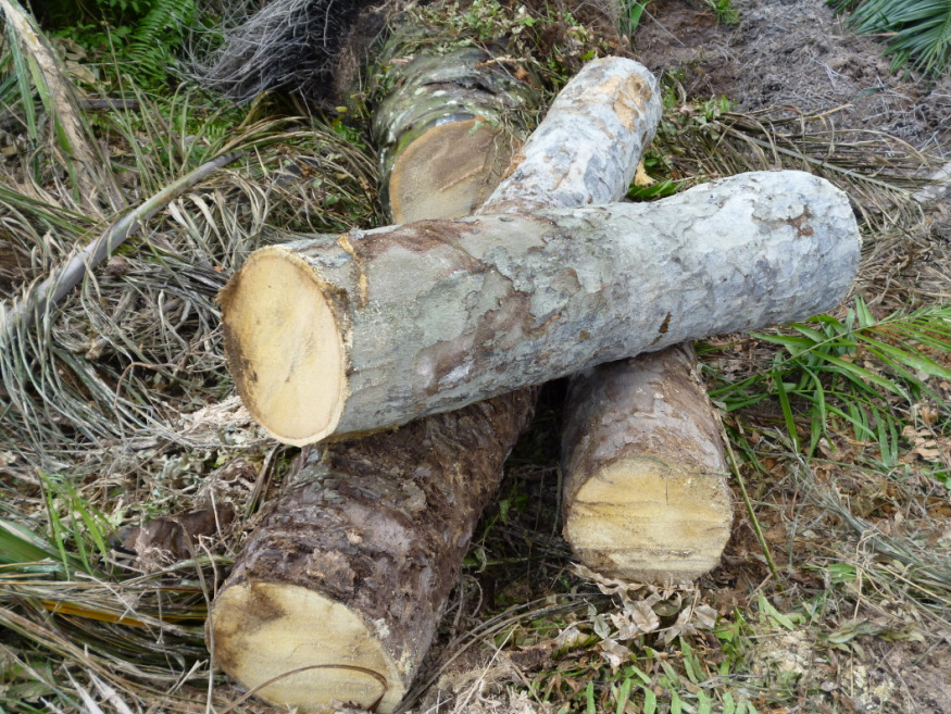 全球最大的 原木 马来西亚 进口的 油棕树 三合