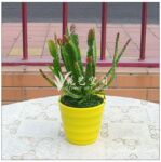 新仙人掌 高仿真迷你小植物 盆景 家居装饰塑料花