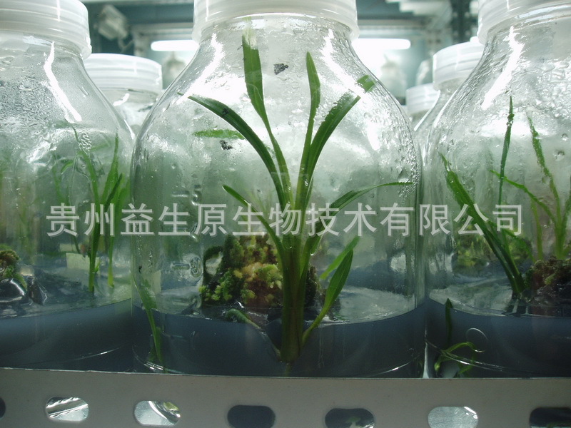 珍品兰花(国兰传统品种)组培苗批发