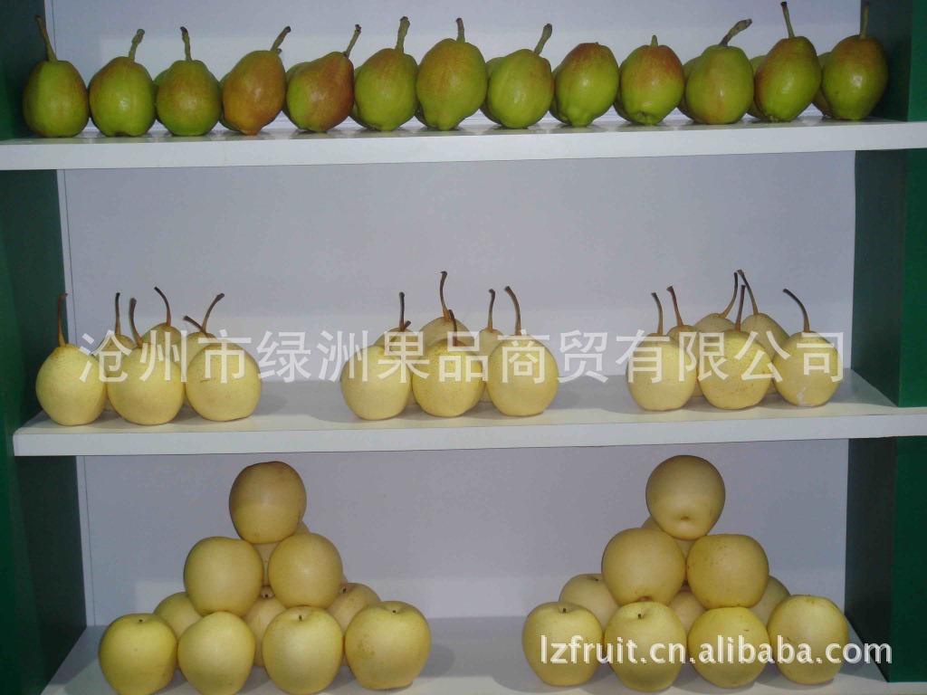 沧州市绿洲果品商贸有限公司常年冷藏 销售鸭梨
