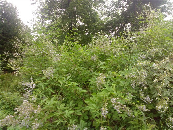 蜂农自产自销——纯天然中草药蜜荆条蜜,保健功效特好