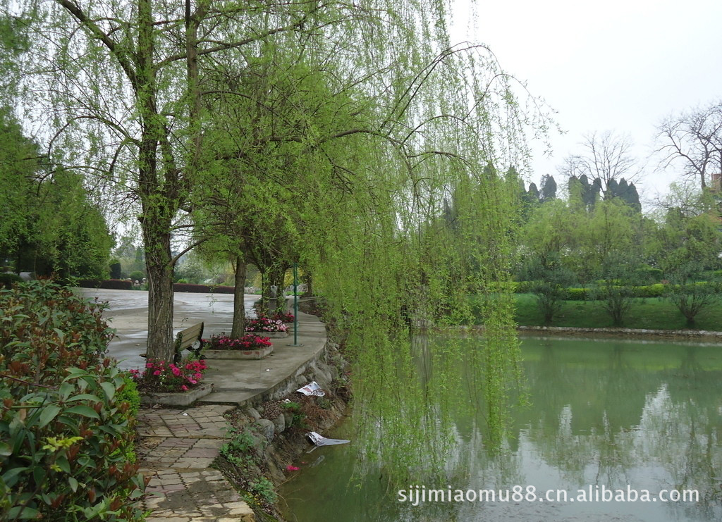 垂柳,拉丁名: salix babylonica ,别名: 垂枝柳 倒挂柳 倒插杨柳