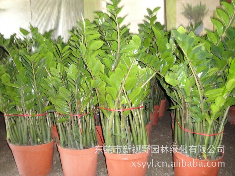 分直径金钱树 _ 批发40公分直径金钱树价格报